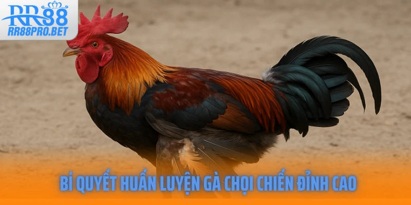 Bí quyết huấn luyện gà chọi chiến đỉnh cao 