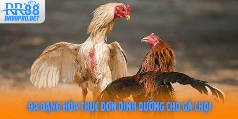 Đa dạng hóa thực đơn dinh dưỡng cho gà chọi  