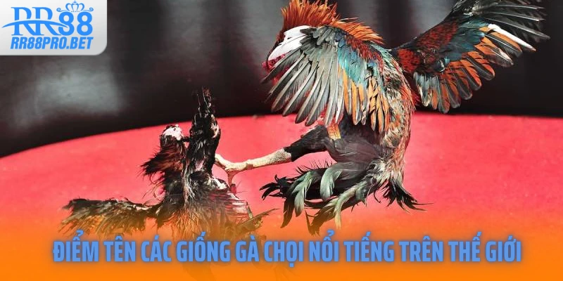 Điểm tên các giống gà chọi nổi tiếng trên thế giới