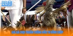 Gia Ga Choi Thuan Chung Nghe Thuat Dau Tu Dinh Chop