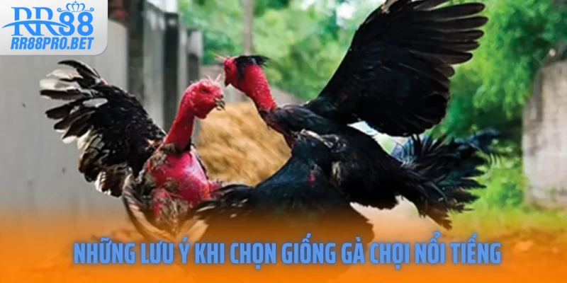 Những lưu ý khi chọn giống gà chọi nổi tiếng 